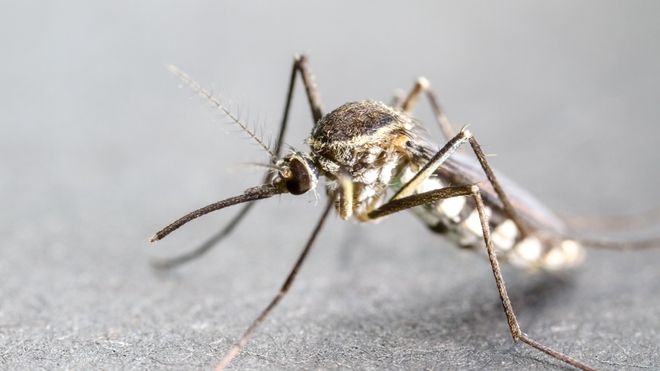 Certaines femelles de l'espèce Anophèles peuvent transmettre le paludisme