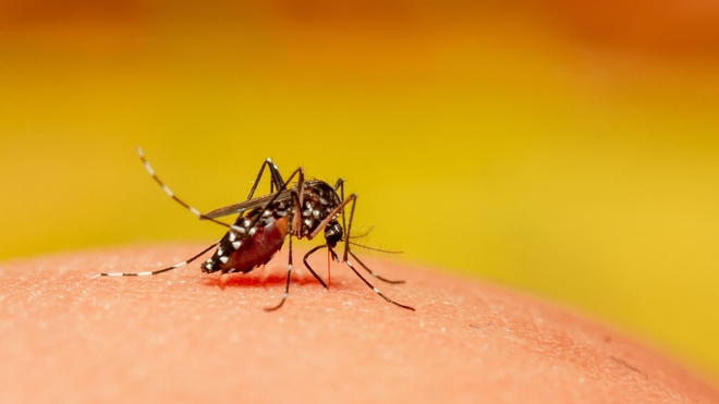 Le moustique Aedes aegypti est le principal vecteur de la dengue