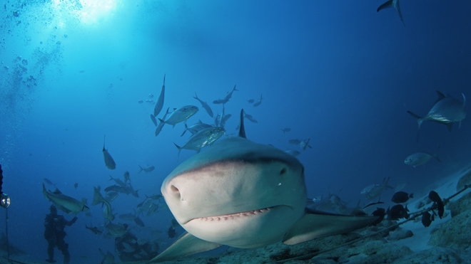 Le requin bouledogue est l'un des plus dangereux prédateurs à La Réunion