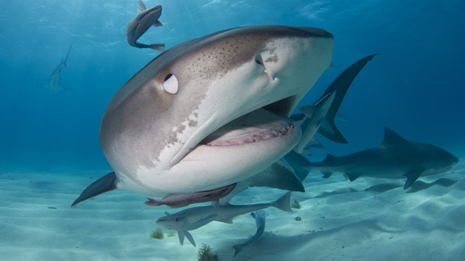 Le requin-tigre est l'un des plus des requins les plus agressifs à La Réunion