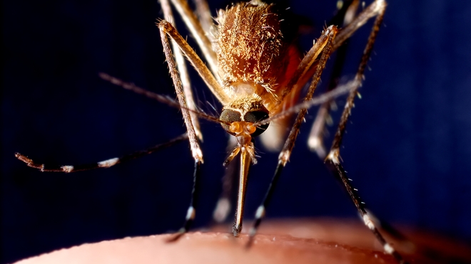 Le moustique du genre anophèle est le principal vecteur du palu