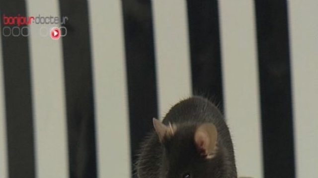Des souris génétiquement modifiées vieillissent moins vite