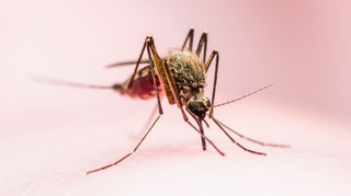 Chikungunya : Un grand pas vers un traitement ?