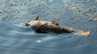 Gabon : une bactérie tue des milliers de carpes