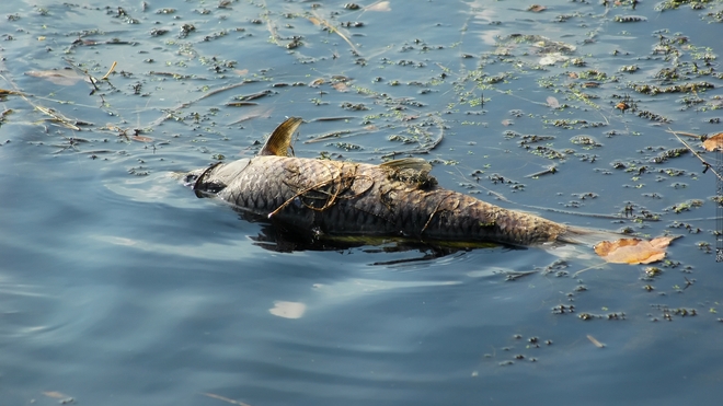 Des milliers de carpes ont été retrouvées mortes dans les fleuves gabonais