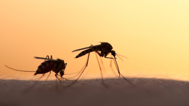 Le moustique Aedes Aegypti est le principal vecteur de la dengue, chikungunya, zika et la fièvre jaune