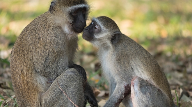 Les singes peuvent transmettre la variole