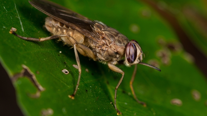 La mouche tsé-tsé propage la maladie du sommeil