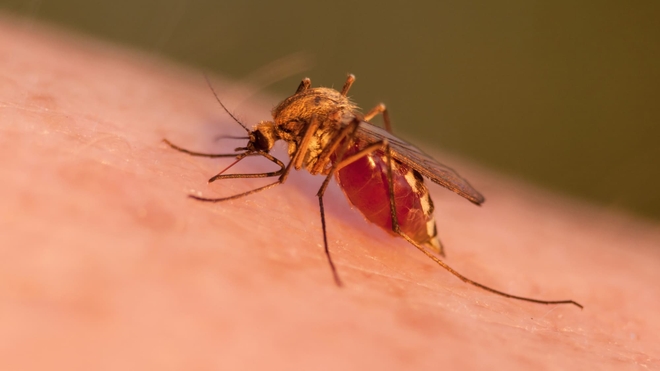 La femme du moustique anophèle est vecteur de transmission du parasite qui déclenche le paludisme.
