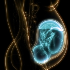 Le placenta