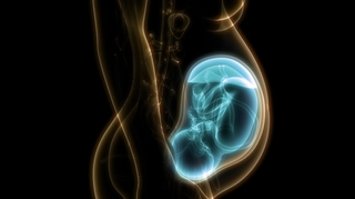 Le placenta