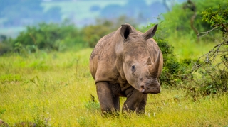 Journée mondiale du rhinocéros : un symbole africain menacé par le braconnage 