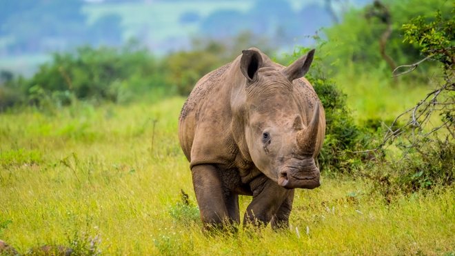 Longtemps pensé disparu, le rhinocéros blanc est aujourd'hui très protégé