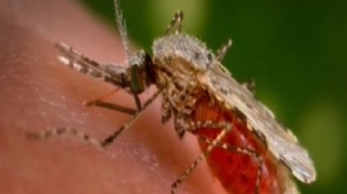 Paludisme : la mortalité a chuté de 60% depuis 2000
