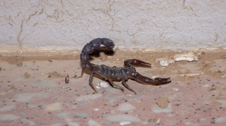 Après les intempéries, des scorpions envahissent le sud de l'Égypte