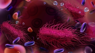 Salmonelles, listeria, E.coli... Ces bactéries à l'origine de nombreuses intoxications alimentaires 