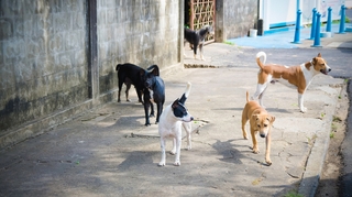Le casse-tête des chiens errants au Maghreb