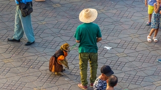 Le recensement des singes est-il efficace contre la variole du singe ? 