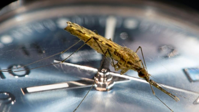 L'Anopheles gambiae est considéré comme l'animal le plus dangereux sur Terre