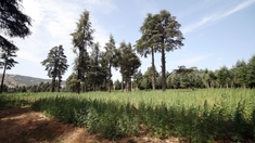 La production et la commercialisation du cannabis thérapeutique se précisent au Maroc