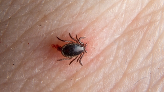 Comment retirer une tique de ma peau ? 