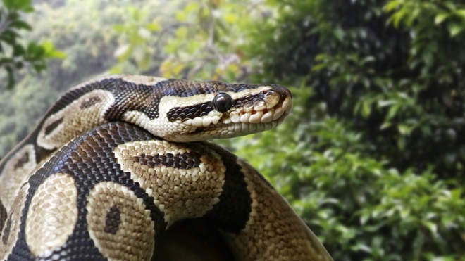 Vue en gros plan d'un python royal