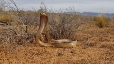 Non, l'oignon n'est pas efficace contre une morsure de serpent