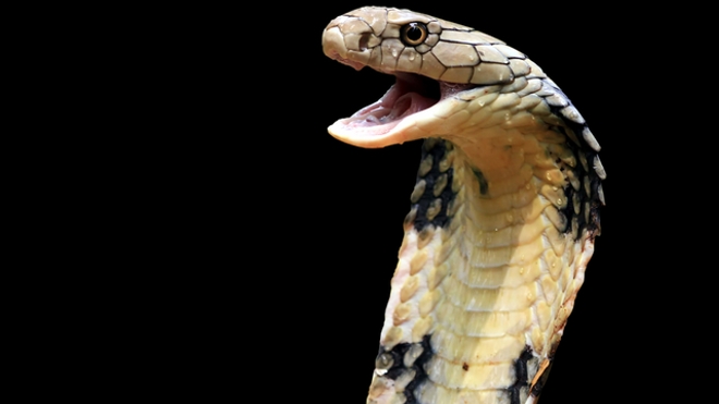 Un cobra prêt à attaquer.