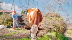 Au Maroc, la tuberculose bovine inquiète