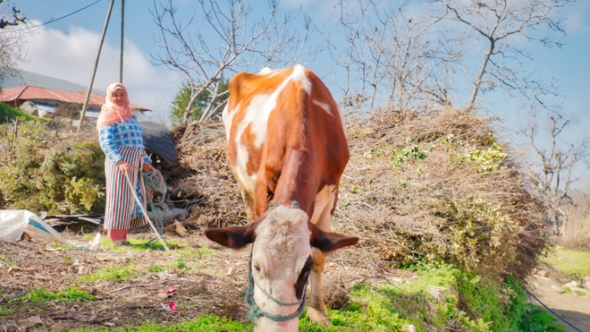 La tuberculose bovine sévit au Royaume (Illustration)