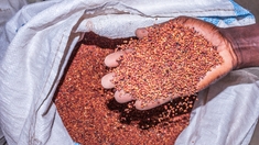 Sorgho, niébé, manioc... ces alternatives au blé en Afrique