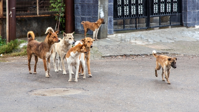 Des chiens errants