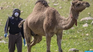 La Mauritanie en proie à une épidémie de fièvre de la vallée du Rift