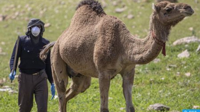 La fièvre de la vallée du Rift se propage en Mauritanie