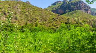 Au Maroc, la production de cannabis médical attendue comme un remède
