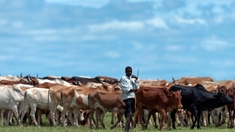 La fièvre de la Vallée du Rift fait des ravages en Mauritanie