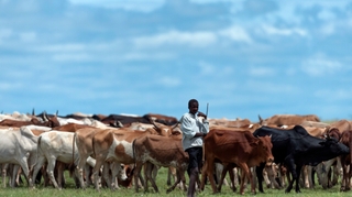 La fièvre de la Vallée du Rift fait des ravages en Mauritanie