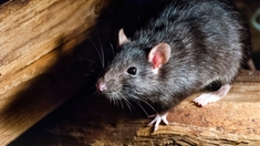 Favorisée par les feux de brousse, la peste revient en force à Madagascar