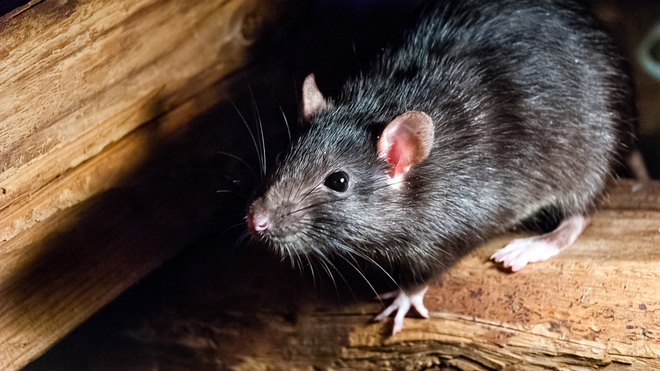 La peste est une zoonose que l'on trouve habituellement chez les petits mammifères et les puces qui les parasitent