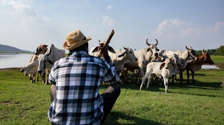 Les zoonoses gagnent du terrain en Afrique