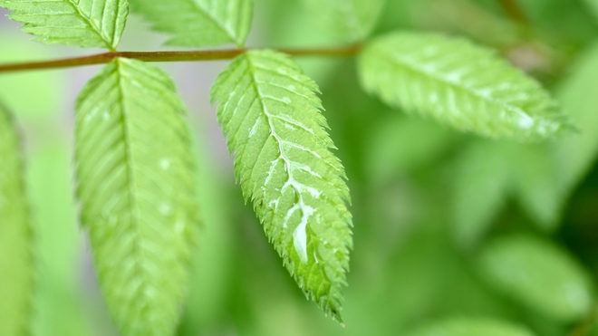 Les feuilles de frêne ont des vertus anti-constipation
