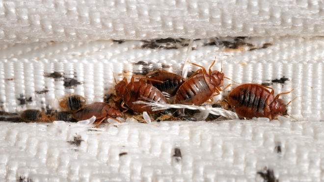 Un groupe de punaises de lit