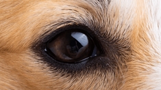 Comment voient les animaux?