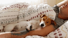 Dormir avec son animal, bonne ou mauvaise idée ?