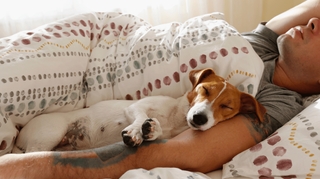 Dormir avec son animal, bonne ou mauvaise idée ?