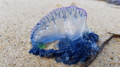 Tétanie, douleur, noyade… attention à cet animal très urticant sur les plages