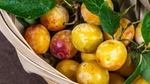 Quels sont les bienfaits des mirabelles ?