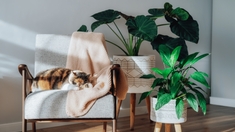 Les plantes peuvent-elles vraiment dépolluer nos intérieurs ?