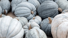 Notre recette simple, saine et gourmande de la courge bleue de Hongrie