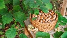 Quels sont les bienfaits des noisettes ?